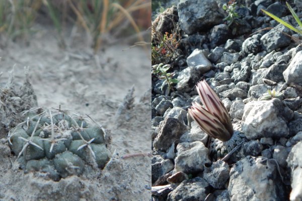 Кракен даркнет только через тор