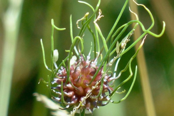 Kraken адрес onion