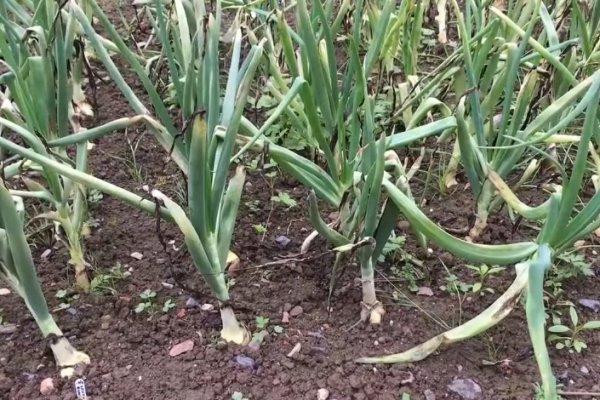 Кракен купить мефедрон