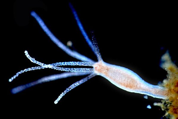 Кракен ссылка замена