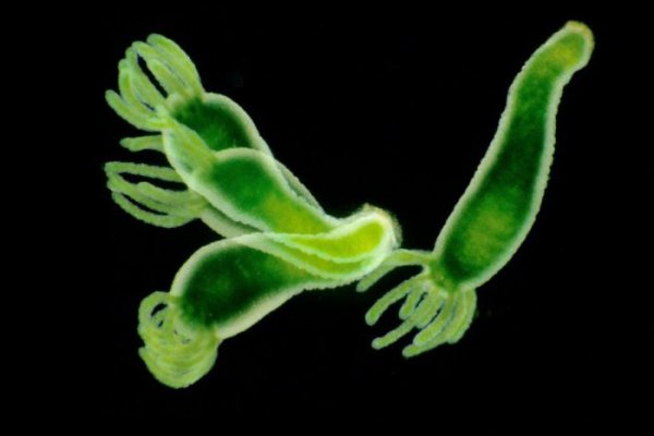 Даркнет кракен отзывы о платформе