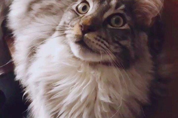 Кракен магазин даркнет