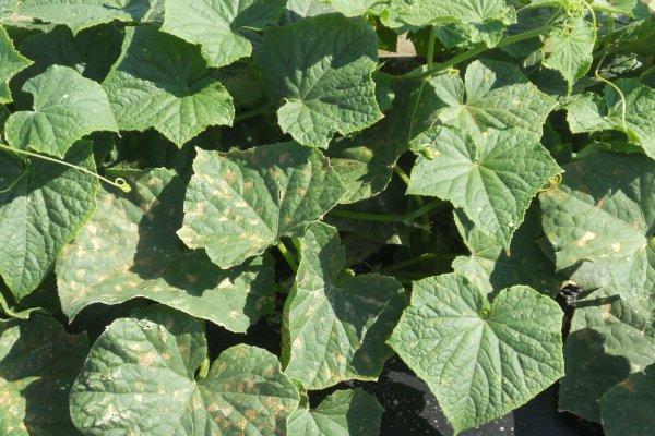 Kraken официальное зеркало kraken dark link