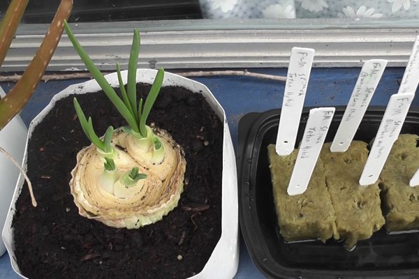 Кракен тор krakendark krakendark link