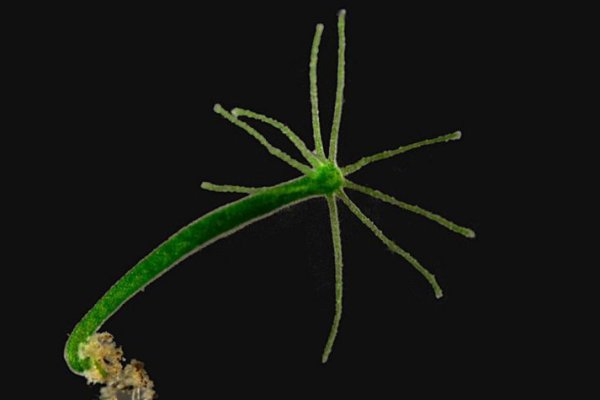 Наркотики заказать